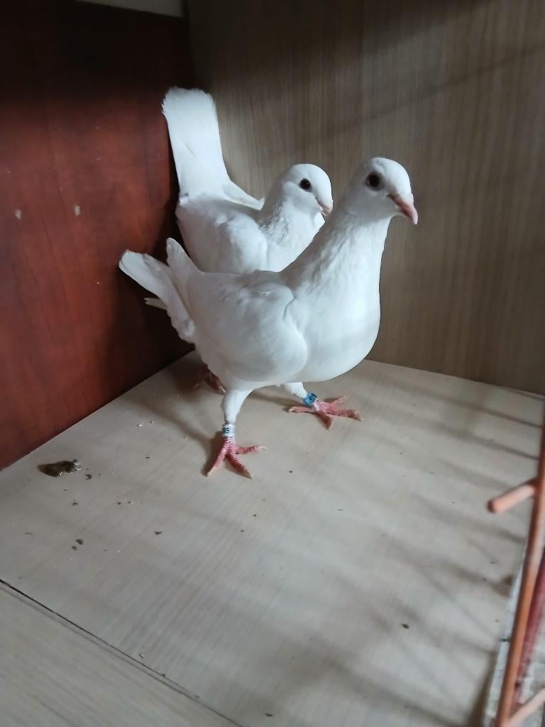 Witte reisduiven, Plusieurs animaux, Pigeon voyageur