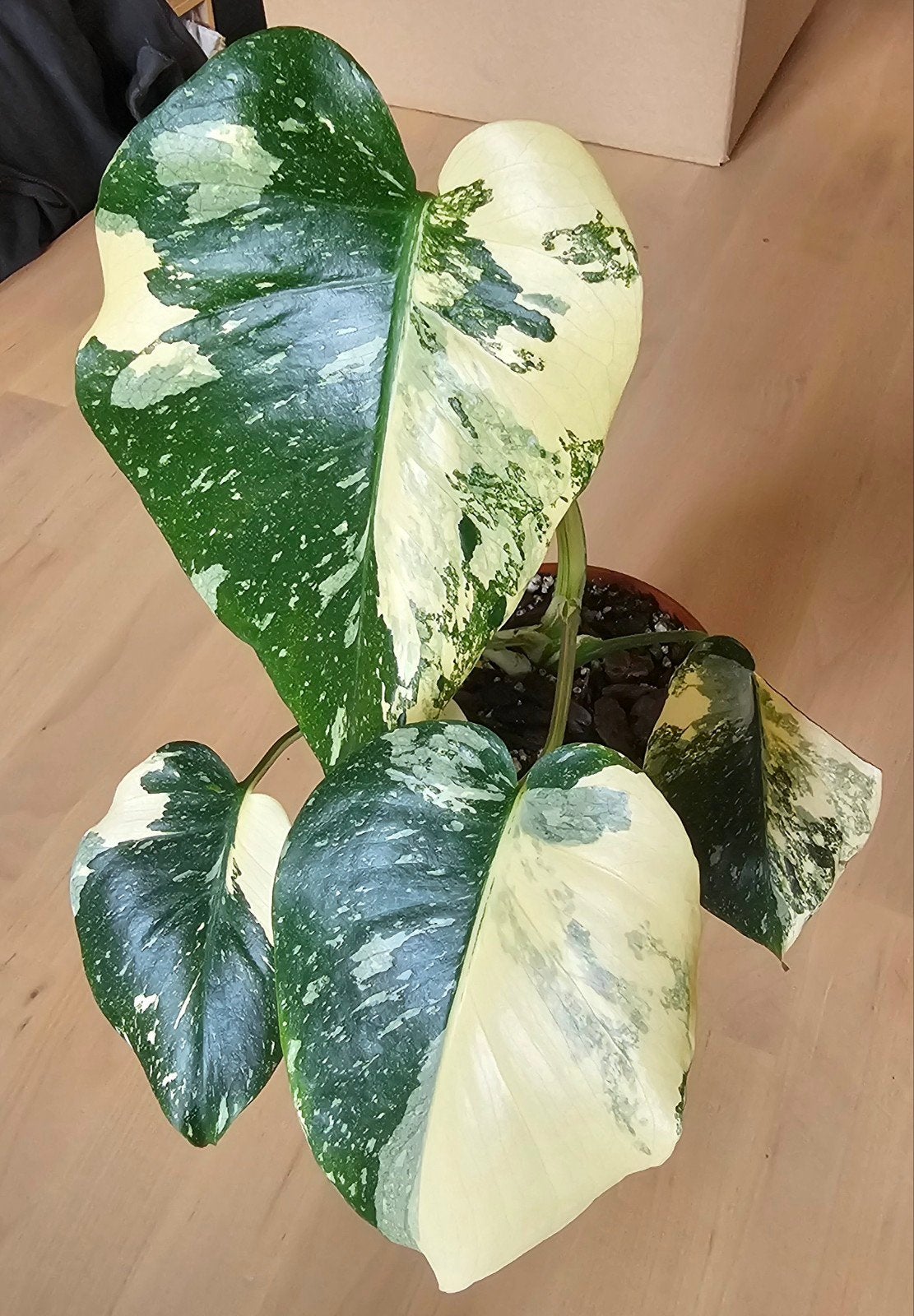 monstera deliciosa Thai constellation cream cheese, Maison & Meubles, Autres espèces, En pot, Moins de 100 cm, Plante verte