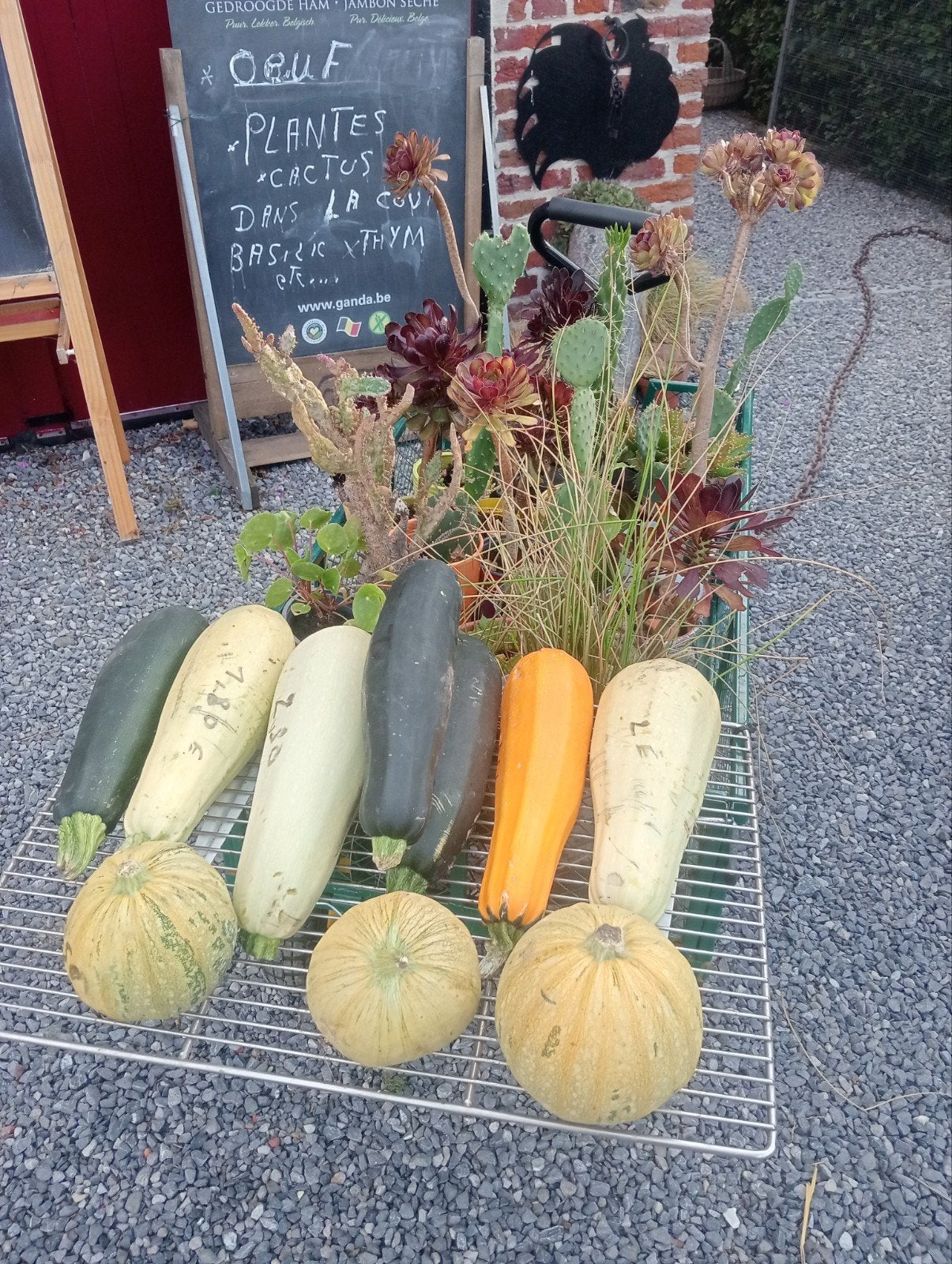 Courgettes Bio