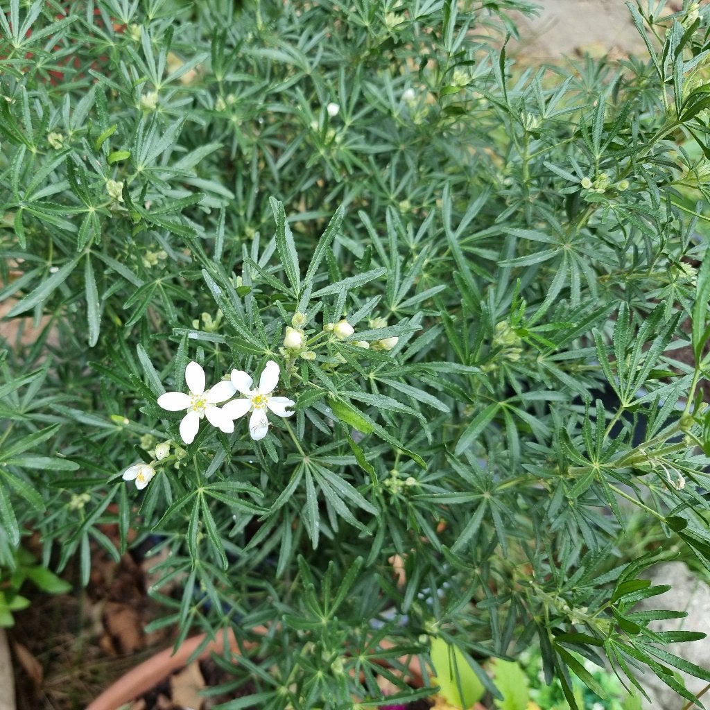 Grote meerjarige zeer mooie groenblijvende bloeiende plant, Ophalen of Verzenden, Struik