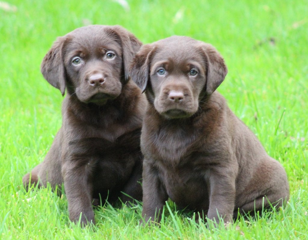 Labrador pups, Dieren en Toebehoren, Parvo, België, Reu, 8 tot 15 weken