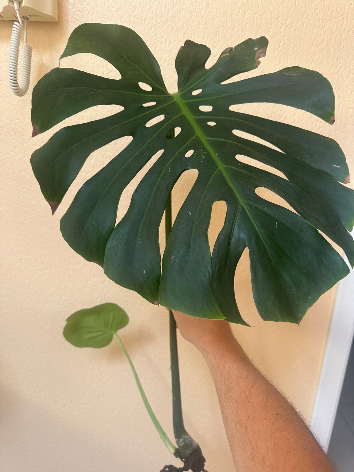 Bouture Monstera Deliciosa, Maison & Meubles, Plantes d'intérieur, Autres espèces, Moins de 100 cm, Enlèvement, Plante verte