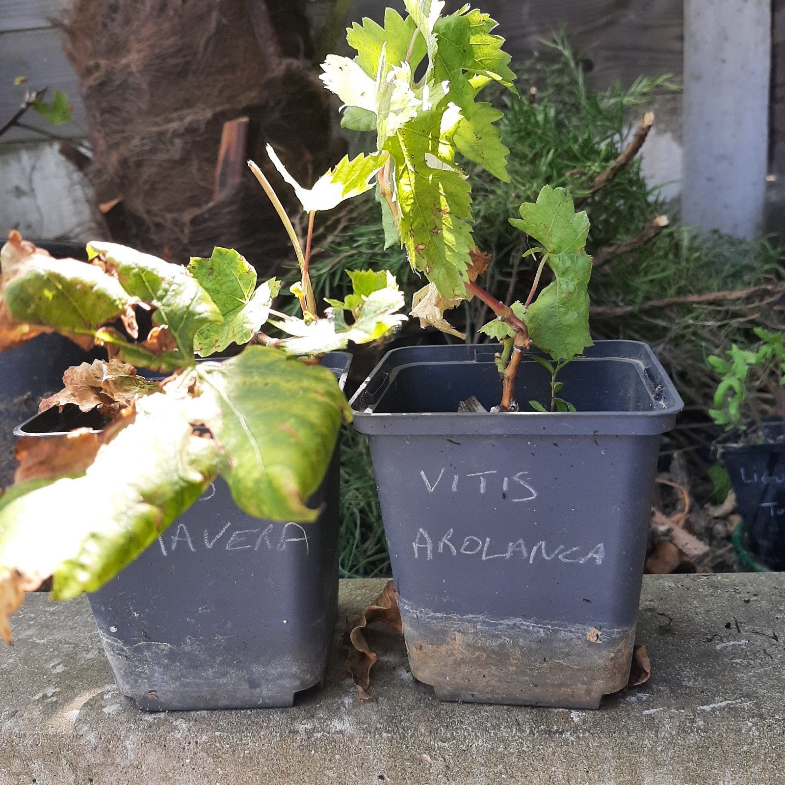 druivelaars - vitis Arolanka en Primavera, Tuin en Terras, Planten | Tuinplanten, Ophalen, Vaste plant, Fruitplanten, Halfschaduw