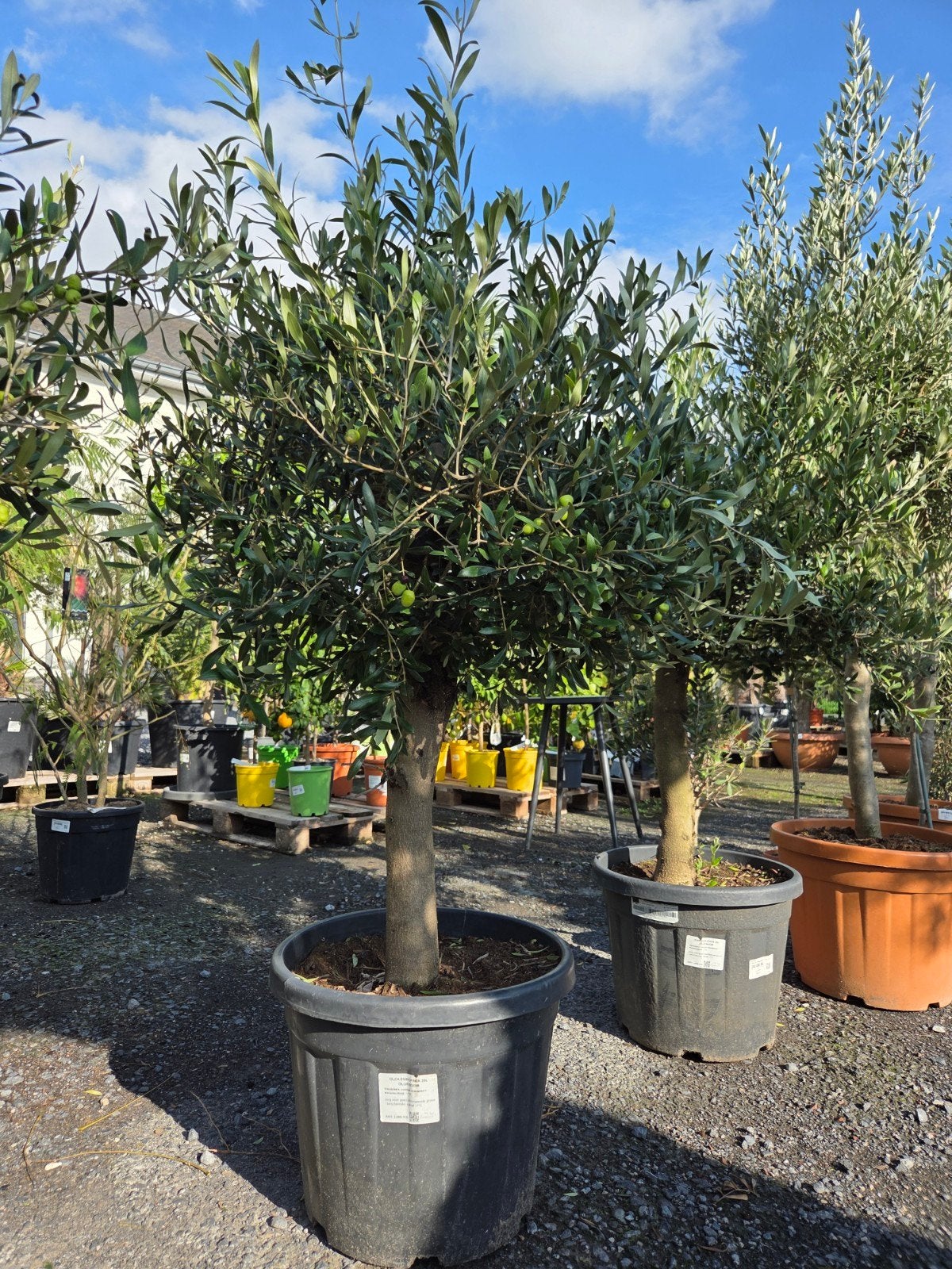 Olijfboom Olea Europaea - Terrasolijfboom, Jardin & Terrasse, Enlèvement, Olivier
