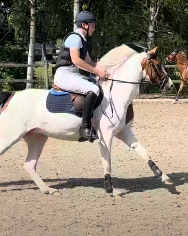 4-jarige bonte D-pony: Dali Van 't Looy, Animaux & Accessoires, Poneys, Débourré, Avec pedigree, Poney D (1.37 m à 1.48m), Poney de saut