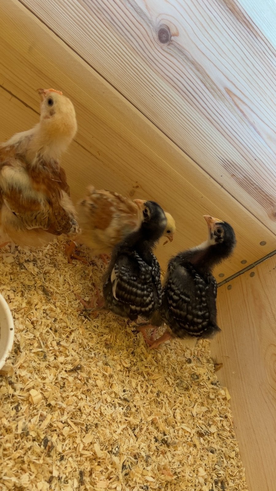 Kuikens te koop 100% hennen, Dieren en Toebehoren, Pluimvee