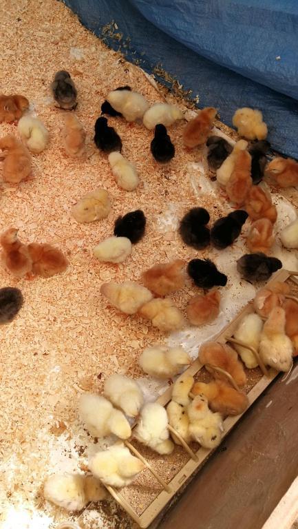 dag kuikens 13 verschillende rassen ook kleurleggers 28 juli, Dieren en Toebehoren, Kip
