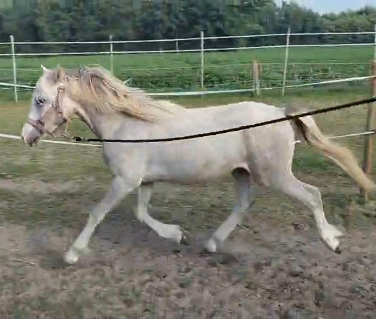 Leuke Welsh jaarling hengst, Poney B (1.17 m à 1.27 m), Poney de récréation, Étalon, 0 à 2 ans
