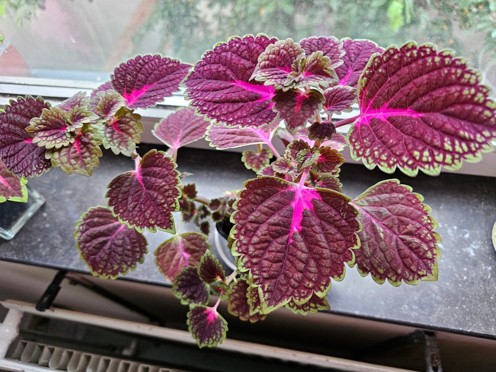 Coleus 2 tiges, Ophalen