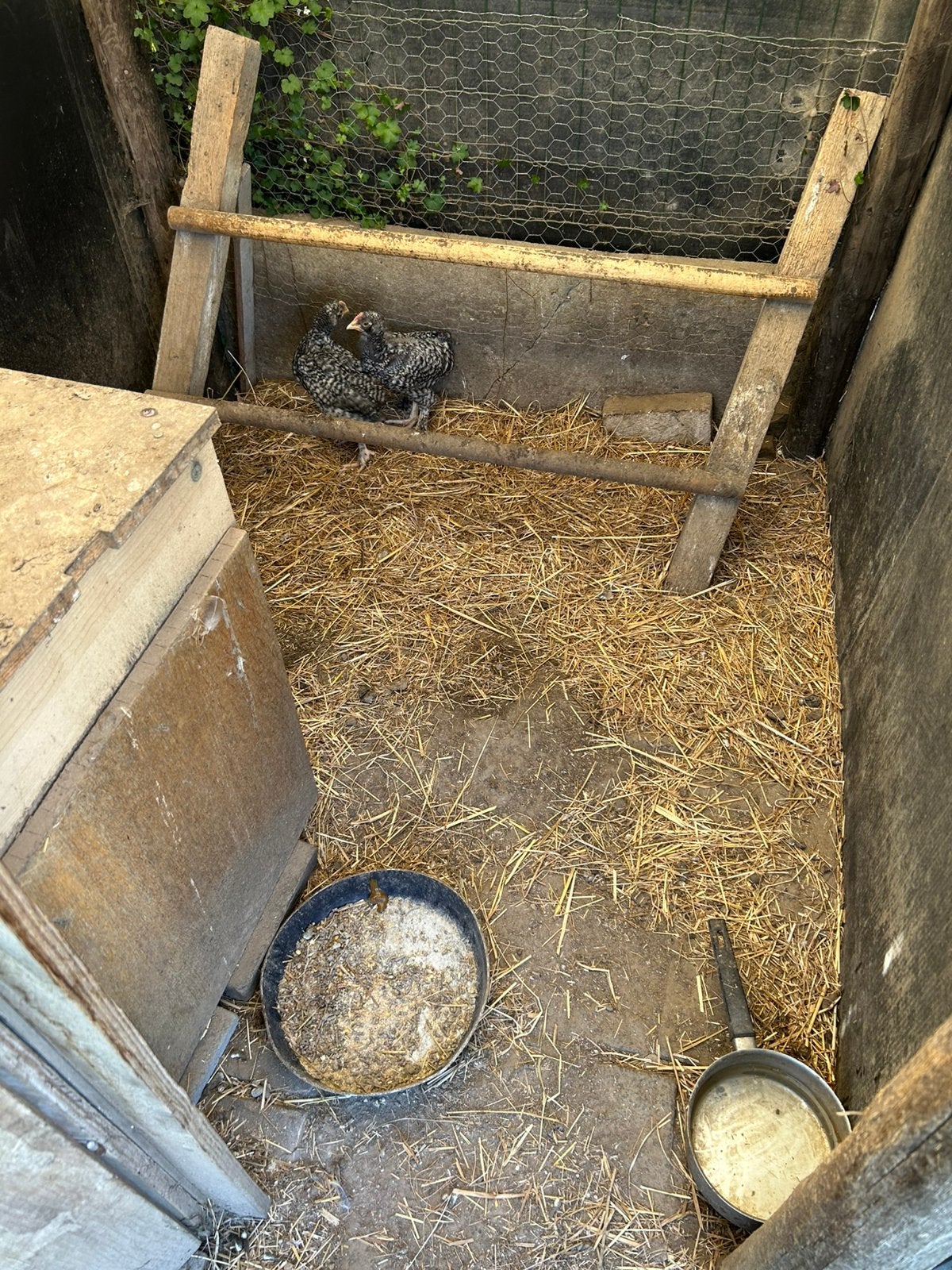 2 Mechelse koekoek haantjes -7 weken, Dieren en Toebehoren, Mannelijk, Kip
