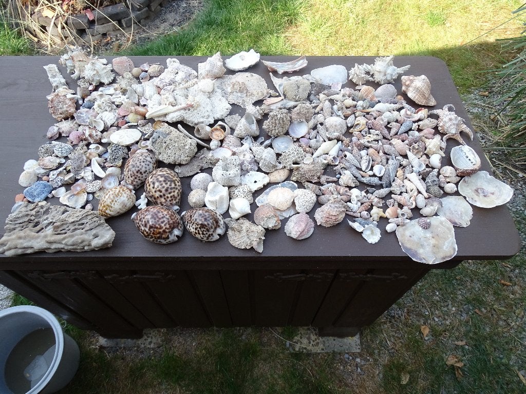 Schelpenverzameling, Verzamelen, Ophalen of Verzenden, Schelp(en)