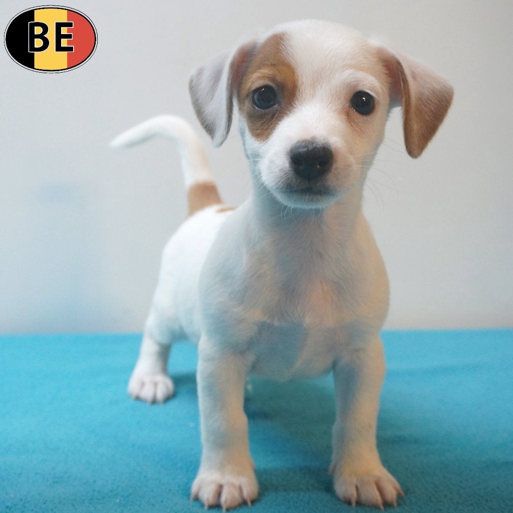 Jack Russell (Bruin-Wit) Belgische pup te koop, Dieren en Toebehoren, Honden | Jack Russells en Terriërs, Parvo, België, Jack Russell Terriër