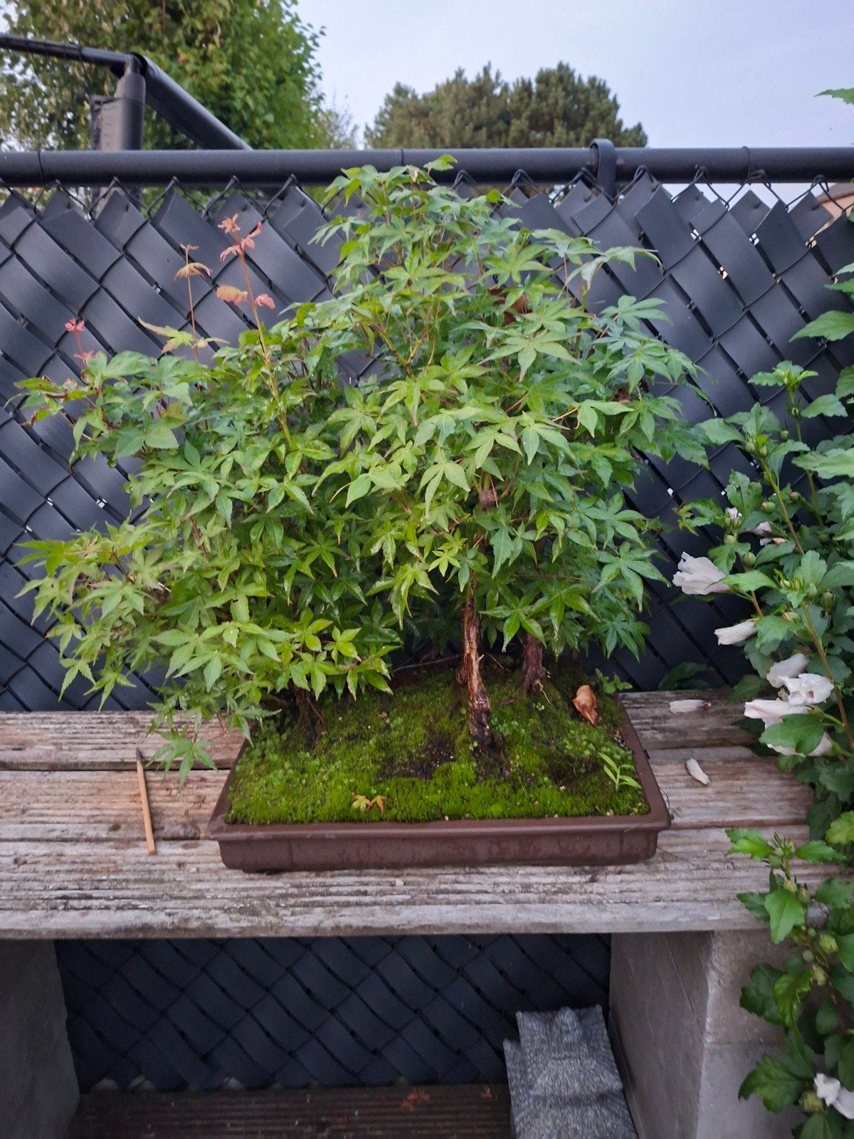 bonsai esdoorn bos, Tuin en Terras, Ophalen