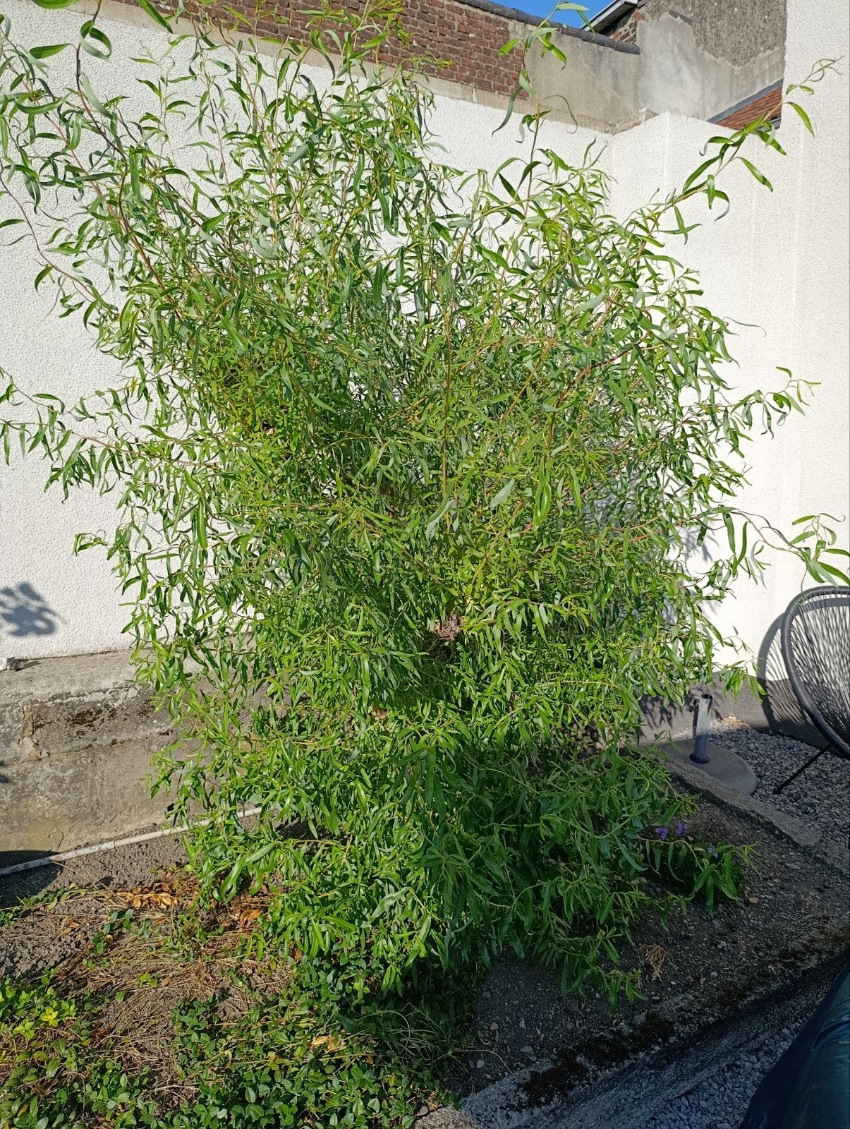 saule, Enlèvement