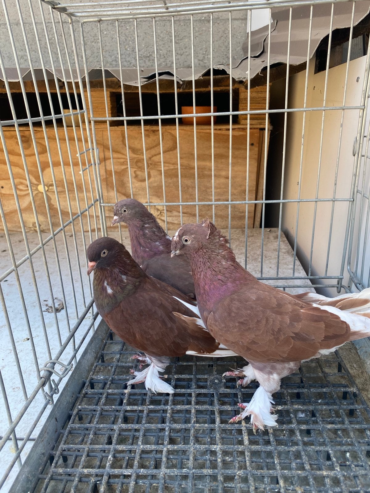 Takla sarabi 3x, Dieren en Toebehoren