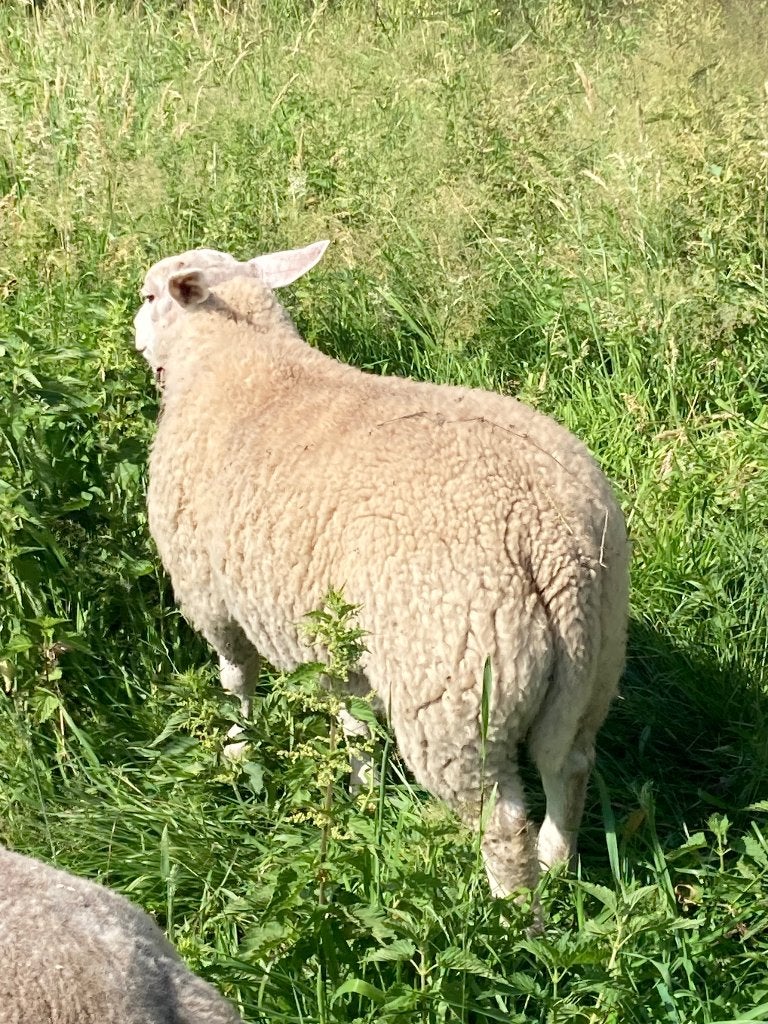 Schapen, Dieren en Toebehoren, Meerdere dieren, Schaap, 0 tot 2 jaar