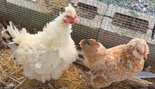 Poussins de sauvagine et de silkfowl serama, y compris les p
