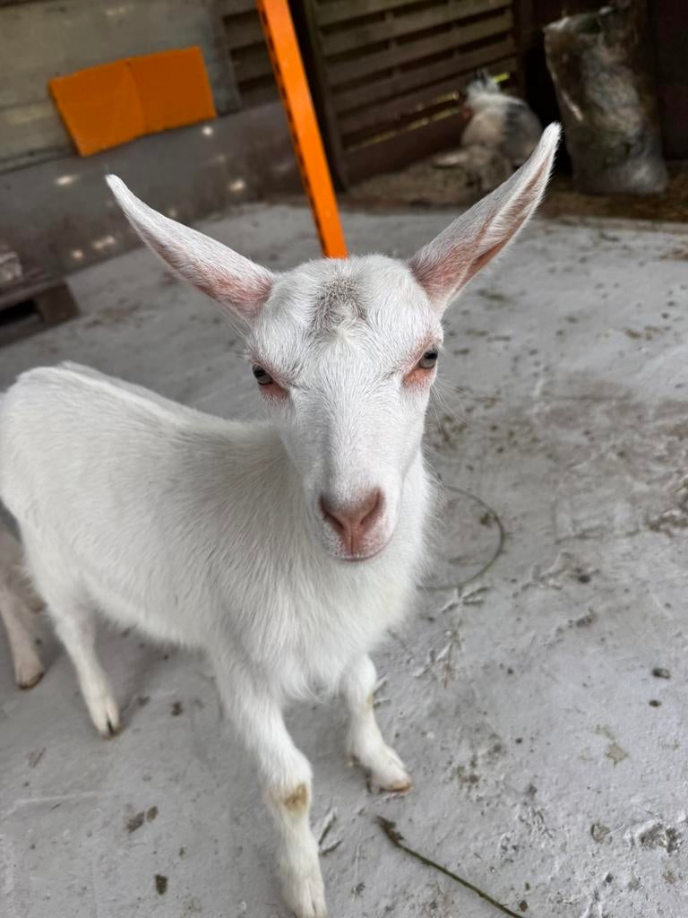 Mlekgeitjes, papfles lammetjes, Femelle, Chèvre, 0 à 2 ans