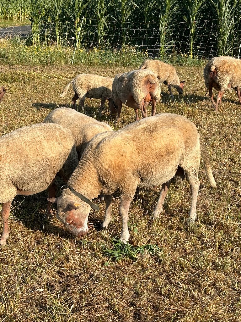 Ram 16 maanden oud, Mâle, Mouton, 0 à 2 ans