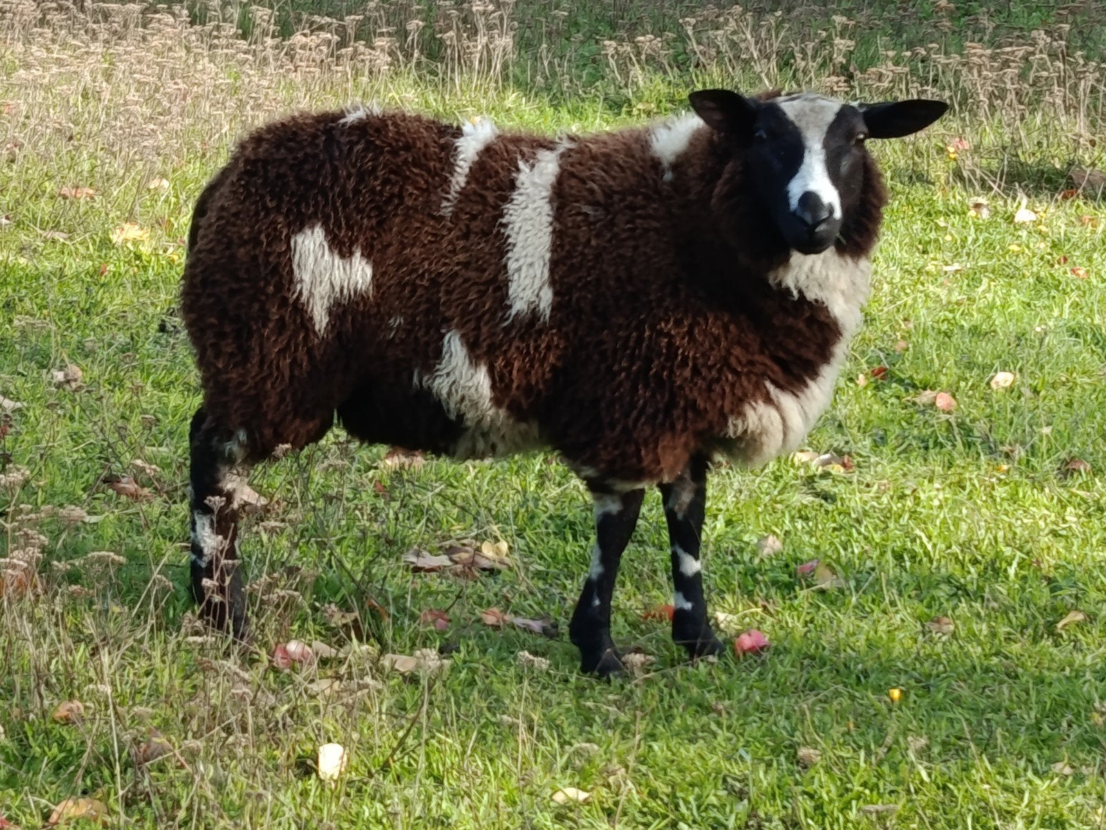 mooie baggerbonte ram, Animaux & Accessoires