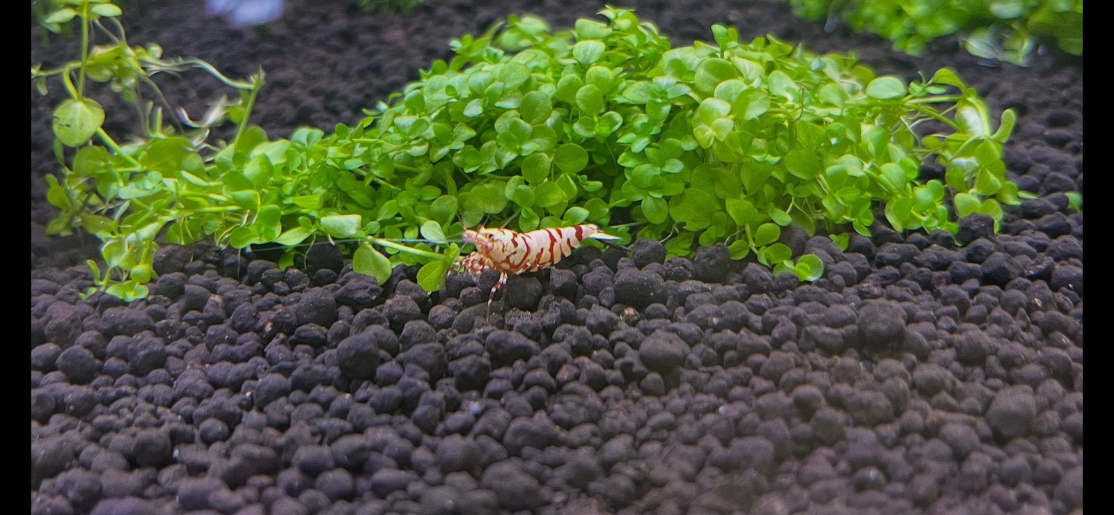 Caridina fancy tiger, Enlèvement, Comme neuf
