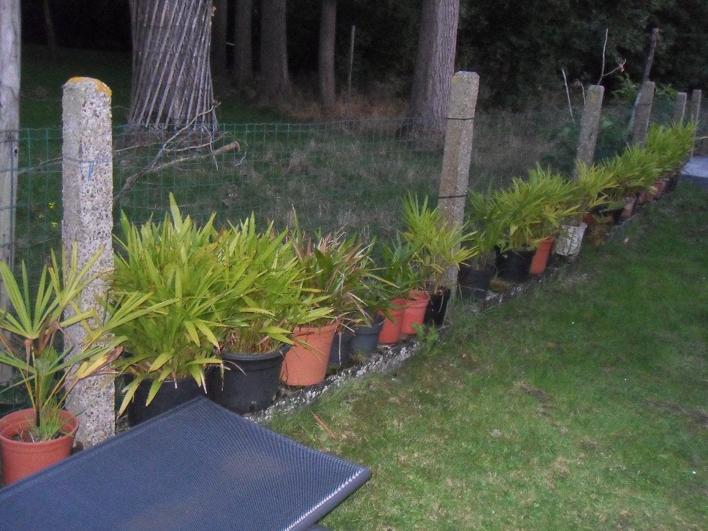 Trachycarpus Fortunei zaailingen en jonge palmen, Ophalen of Verzenden