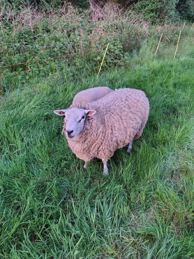 Schapen ram, Dieren en Toebehoren