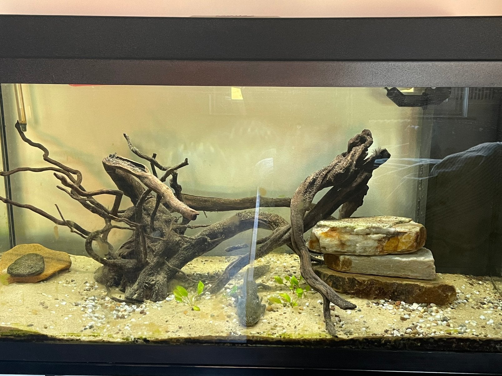 Axolotl + aquarium, Autres types, Poisson d'eau douce