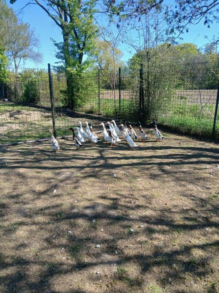 pluimvee, Dieren en Toebehoren