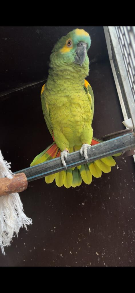 Koppel blauwvoorhoofd amazones, Dieren en Toebehoren, Meerdere dieren, Papegaai, Geringd