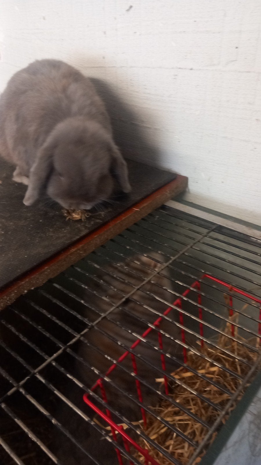 minilop te koop  rammelaartje is ingeeind, Animaux & Accessoires, Lapins
