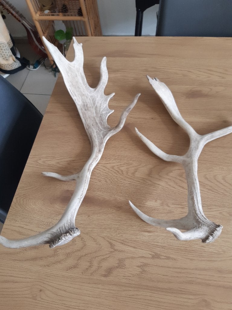 Afwerpstangen damhert, Enlèvement, Comme neuf, Cerf, Autres types