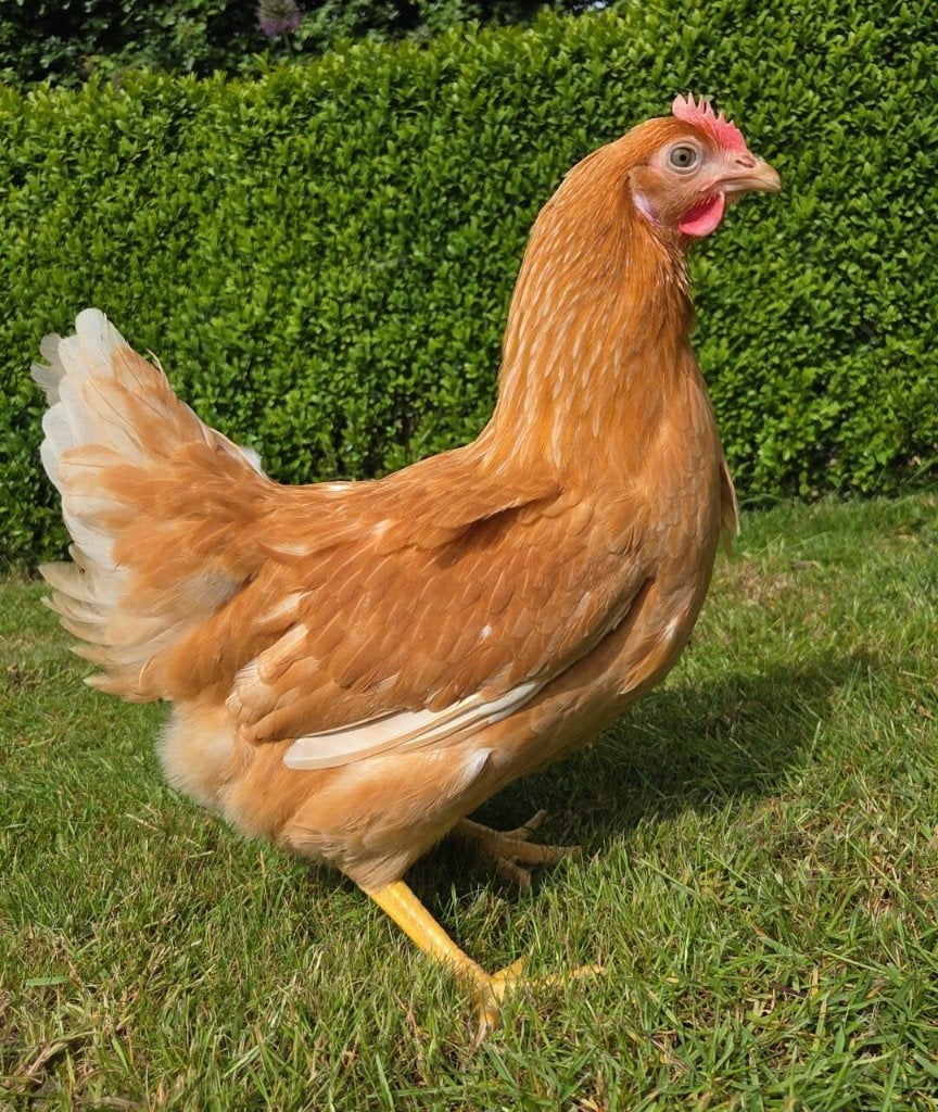 Legkippen 1.5 jaar oud, Vrouwelijk, Kip