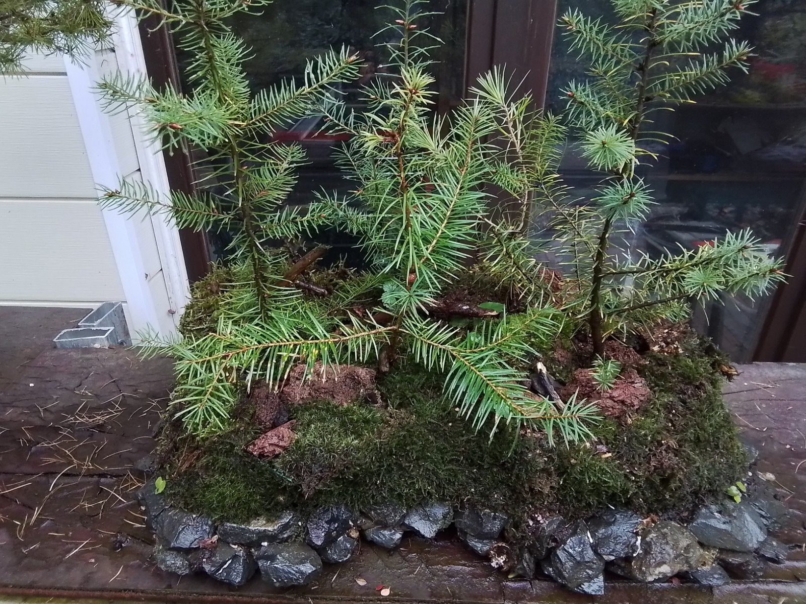 bonsai  boss larix, Jardin & Terrasse, Enlèvement