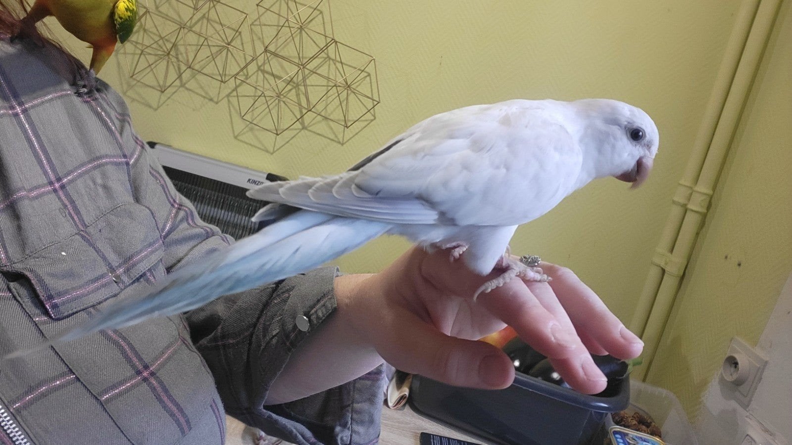 conure souris snow white apprivoisé, Animaux & Accessoires