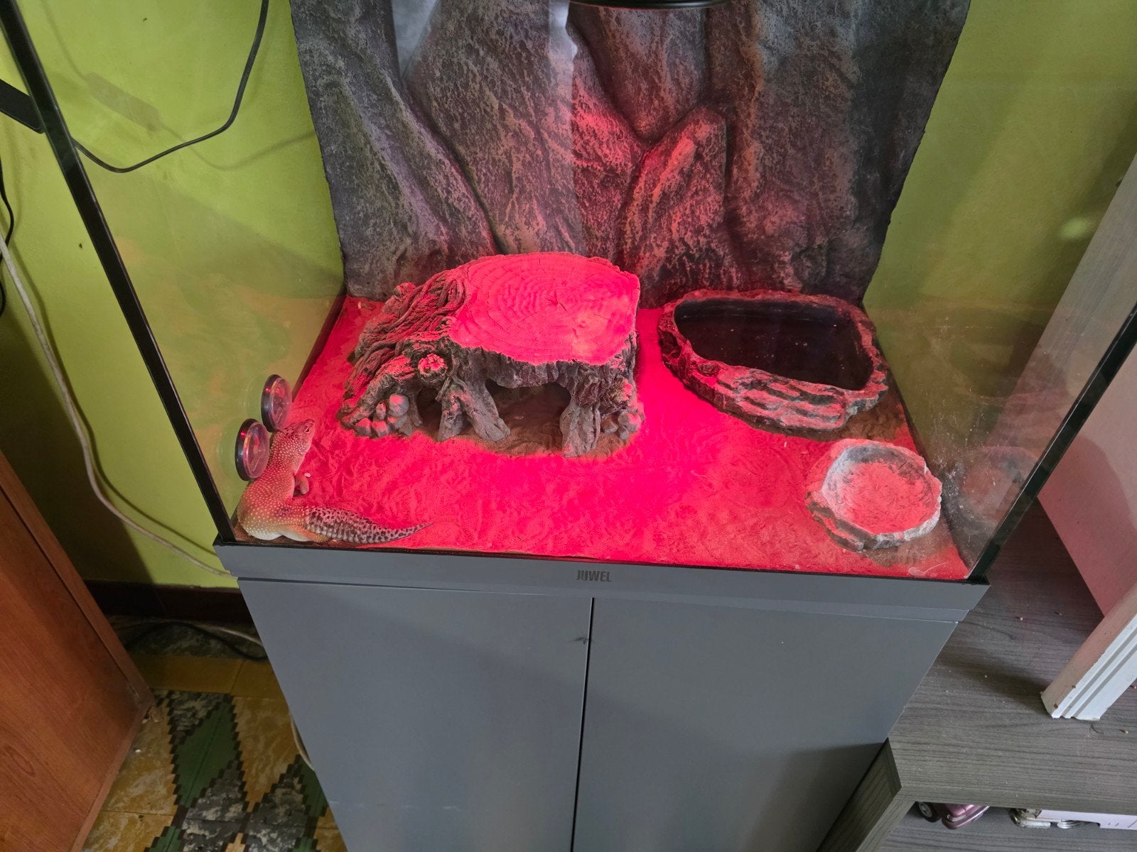 Luipaard gekko, Dieren en Toebehoren, Reptielen en Amfibieën, Hagedis, Met terrarium, 0 tot 2 jaar