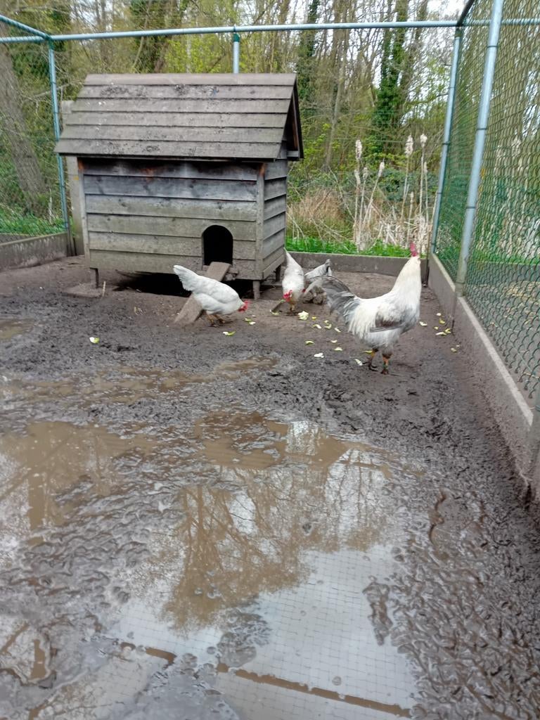 Broedeieren van leghorn isabelpatrijs, Dieren en Toebehoren
