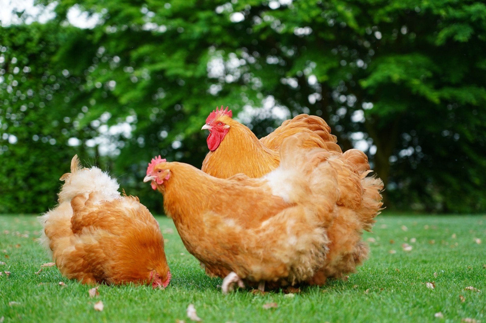 Orpington hennen april 2026, groothoenders!, Femelle, Poule ou poulet