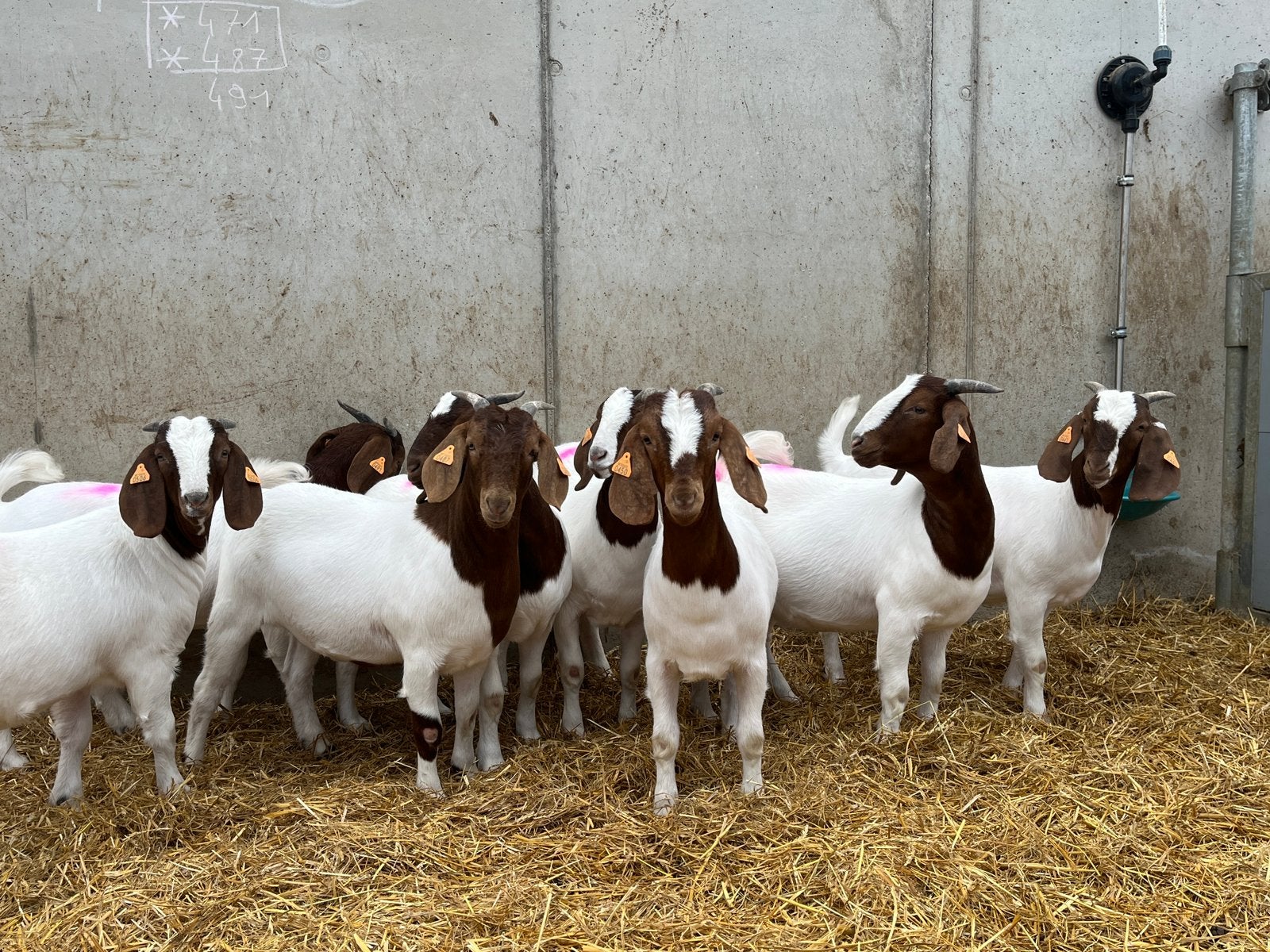 Boergeit, geiten, Dieren en Toebehoren