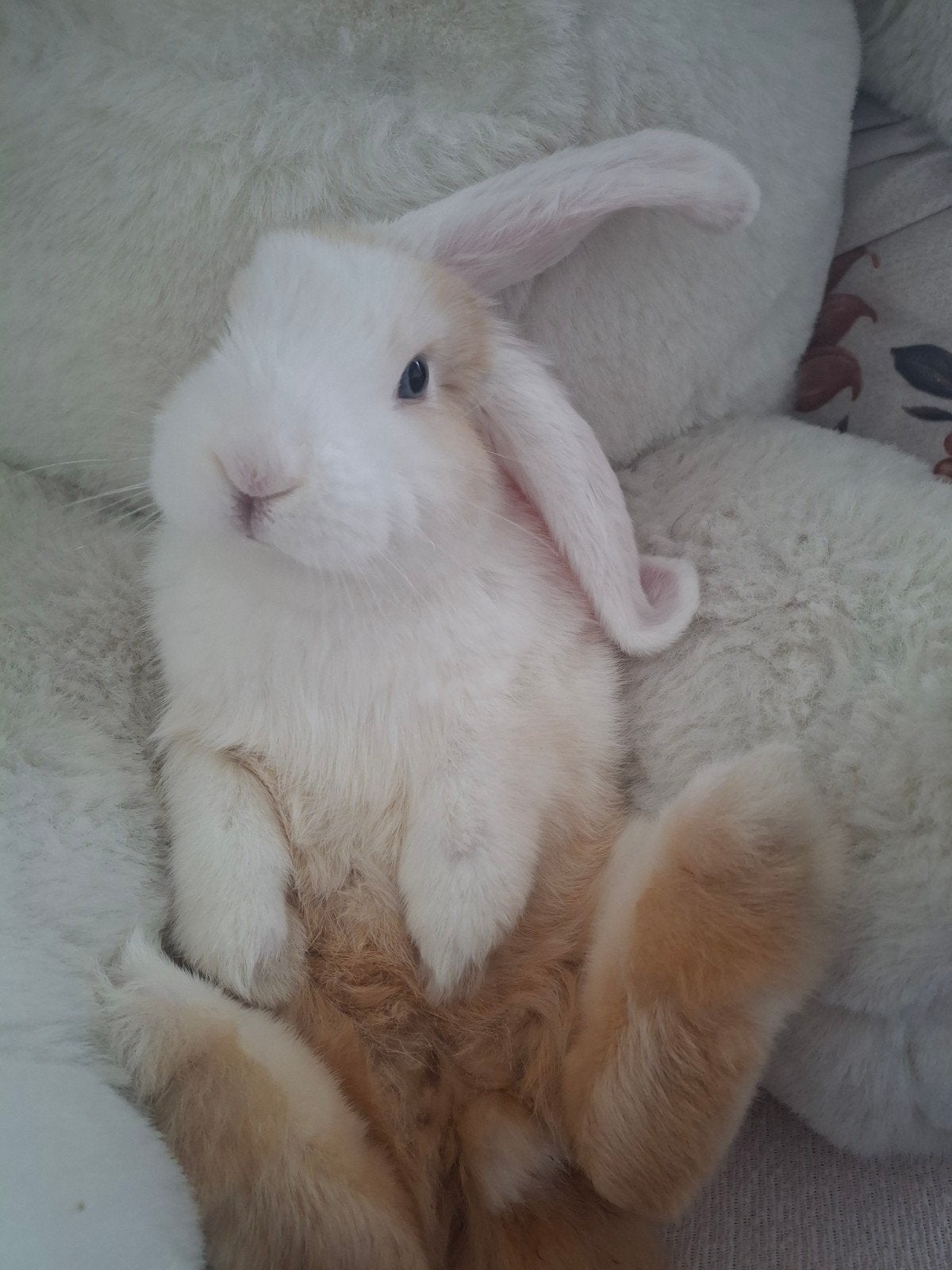konijn  vrouw  nog een tiener  ze is supper tame en lief, Vrouwelijk, Klein, Hangoor, 0 tot 2 jaar