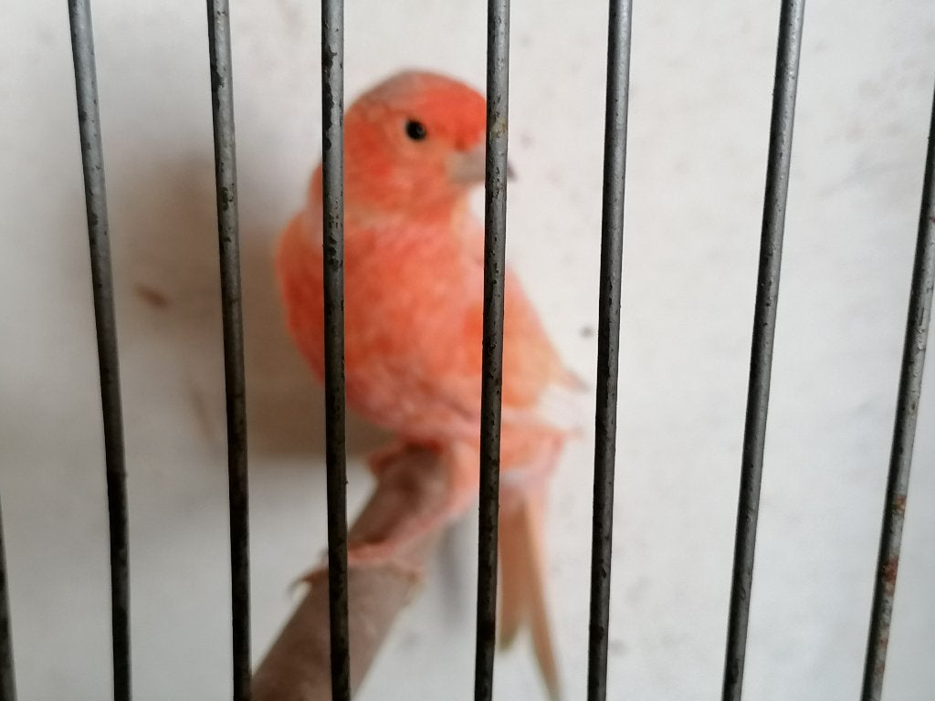 vogels - kanarie, Dieren en Toebehoren, Mannelijk, Zangkanarie