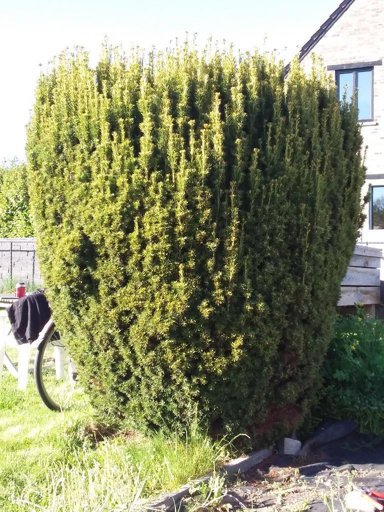 Taxus, Ophalen, Taxus, Struik, 100 tot 250 cm