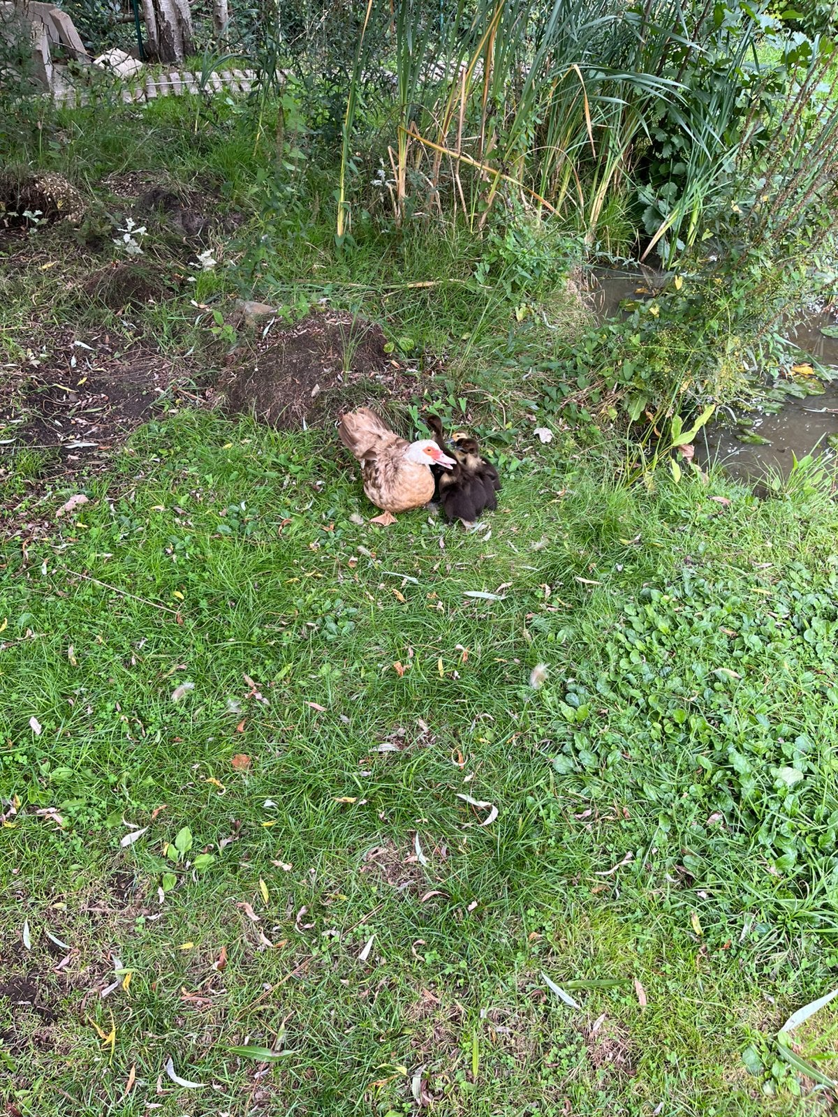 Barberie eend met 7 jongen, Canard