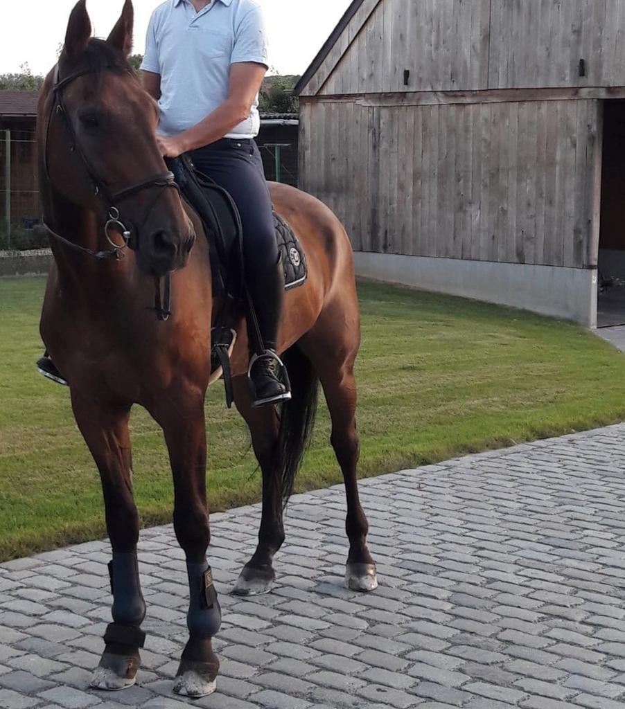 Aangeboden stalhulp voor paarden