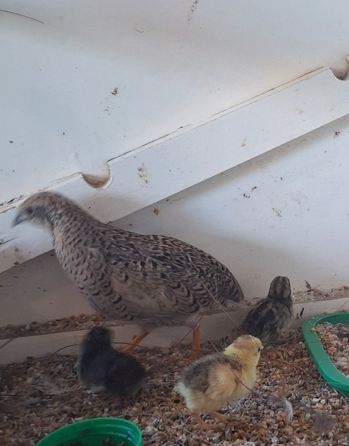 Chinese dwergkwartel hen met 3 kuikens