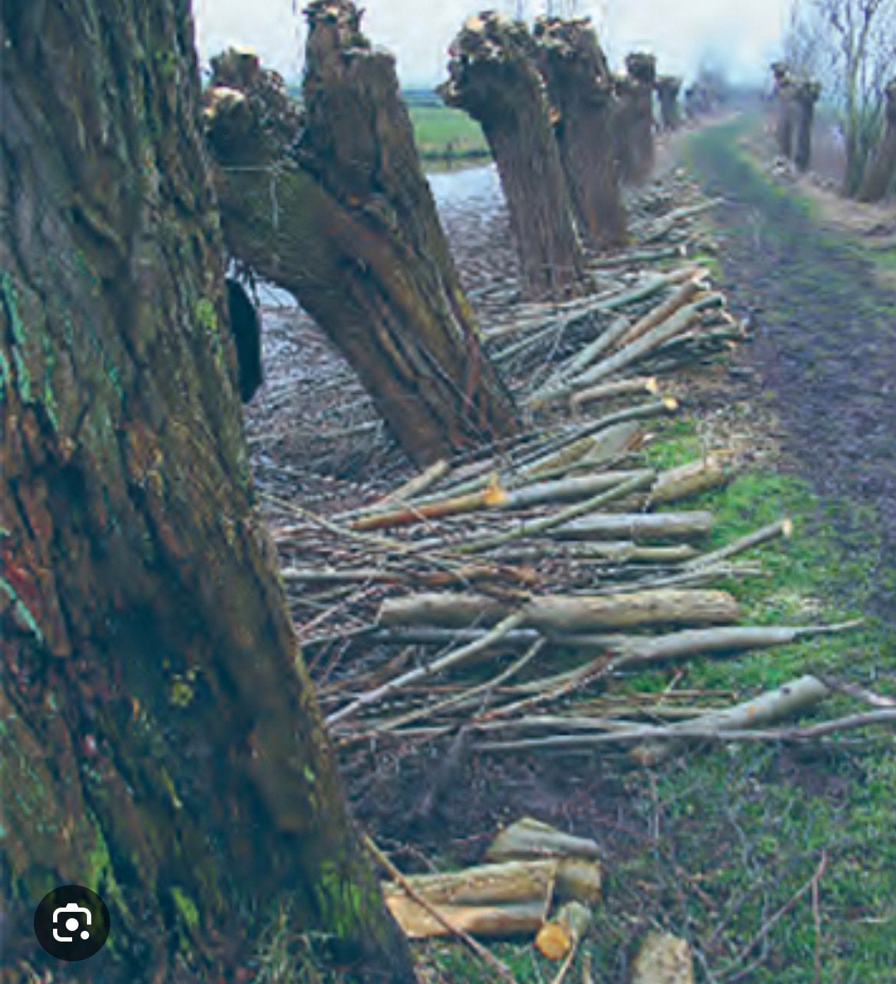 Gezocht knotwilgen of ander hout/takken, Enlèvement, Troncs d'arbres