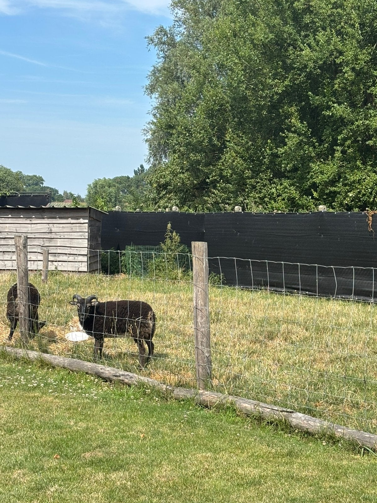 2 moutons, 2 béliers, Animaux & Accessoires, Mâle, Mouton, 0 à 2 ans