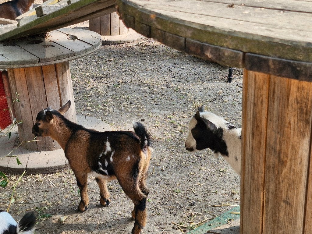 Dwergeitjes, Mâle, Chèvre, 0 à 2 ans