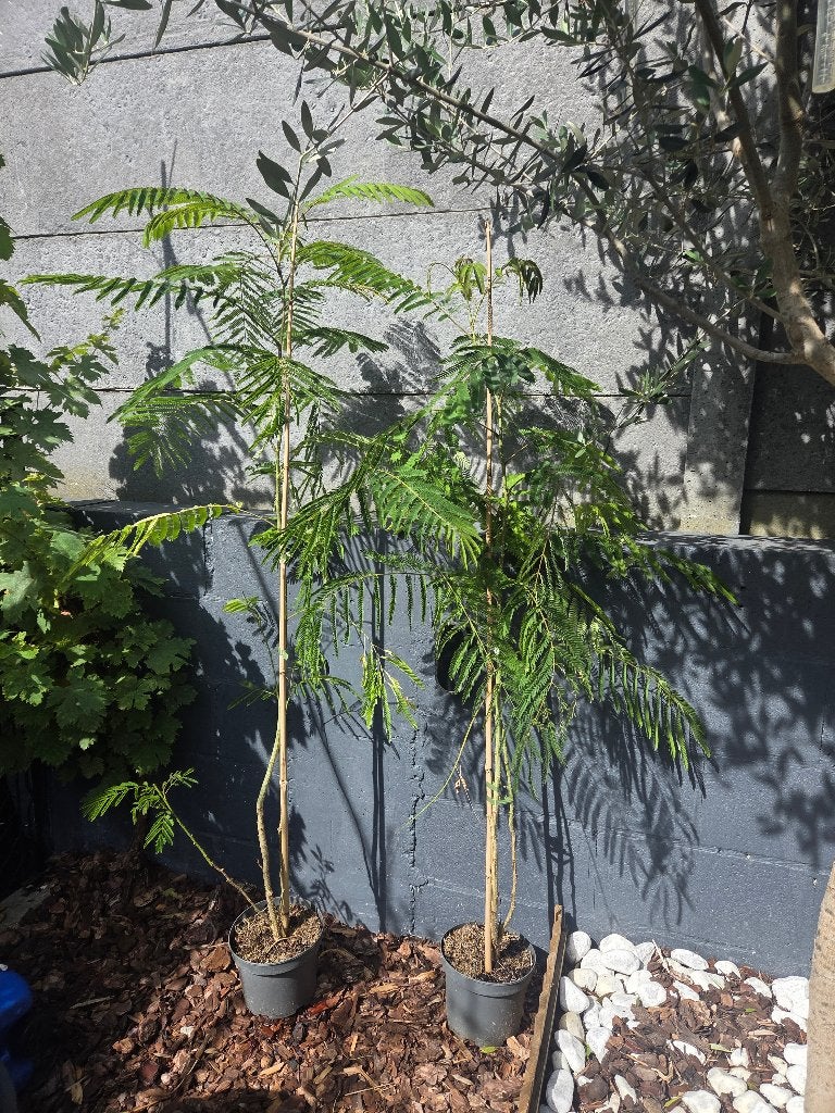 Albizia julibrissin 1m50 hoog, Tuin en Terras, Planten | Bomen, Overige soorten, 100 tot 250 cm, Zomer, Ophalen