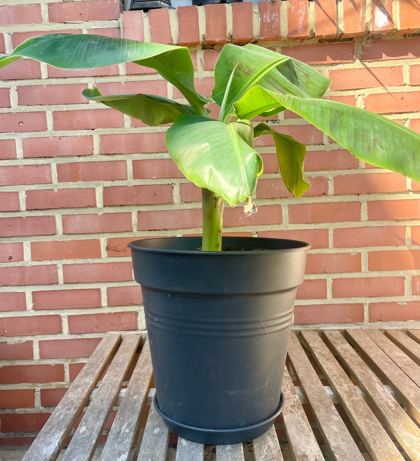 Bananenplant (zonder pot ), Tuin en Terras, Volle zon, Vaste plant, Bloeit niet, Ophalen